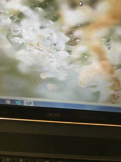 Plant looks Done at 48 days ?