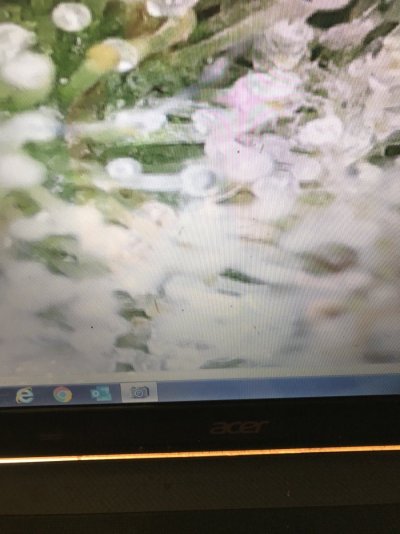 Plant looks Done at 48 days ?