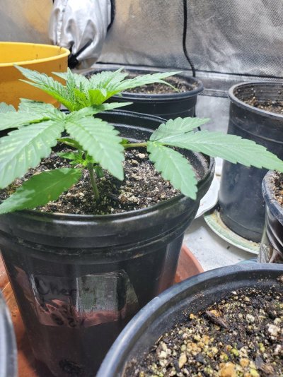 is-this-plant-ready-for-nutrients.jpg