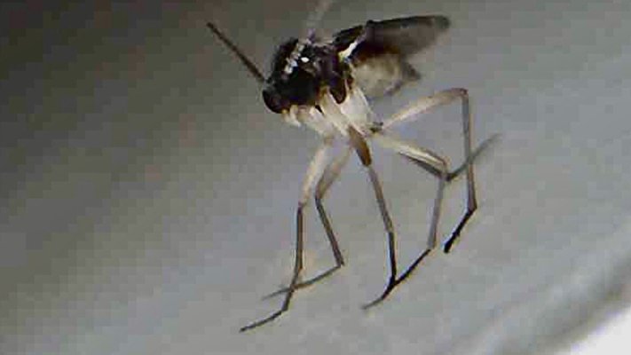 Bug identification help needed please