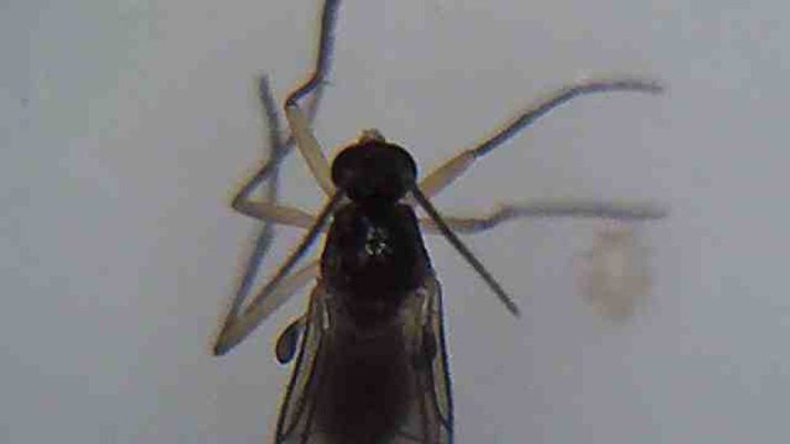 Bug identification help needed please