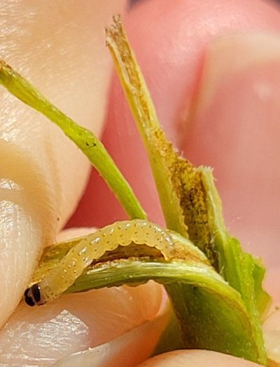 Borer problem (I think)...what to do?