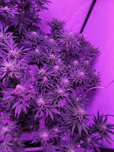 6 weeks 2 days into 🌺🌹some seeds do better than others