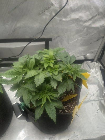 Bushy white widdow any advice