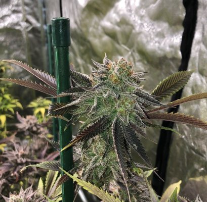 Let's See Your Frostiest Flowers