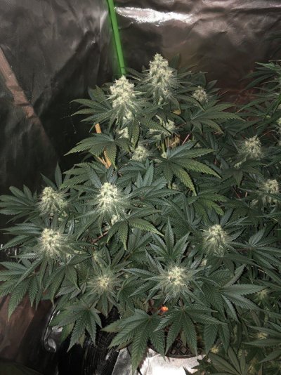 Tiny golden speckles on only some leaves?