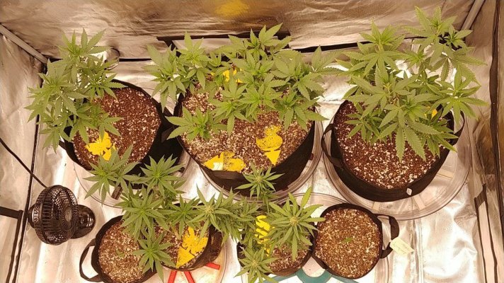 First Grow for me after a few years