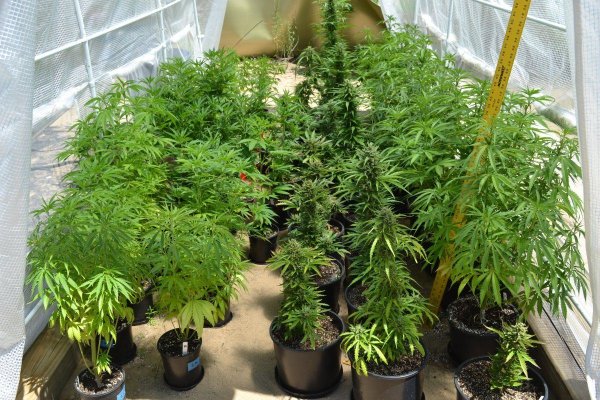 Let's see your outdoor grow 2022