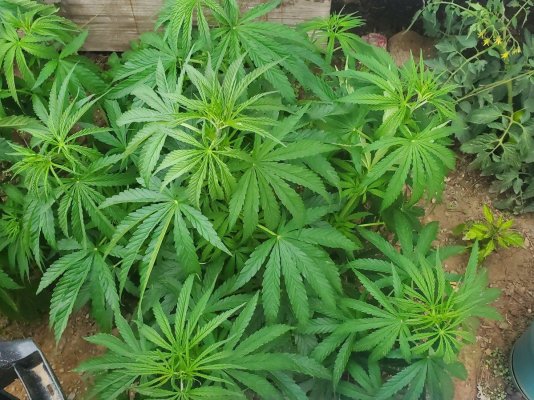 look-at-this-beautiful-plant.jpg