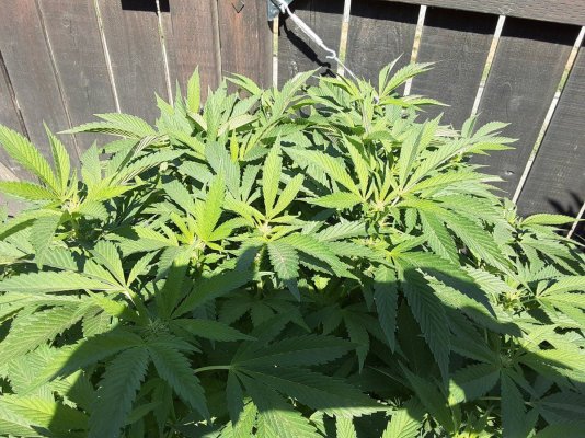 Bag seeds! Tres Star strain! growing in the northwest!