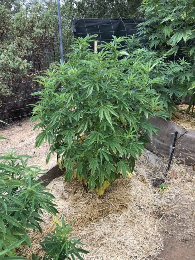 Let's see your outdoor grow 2022