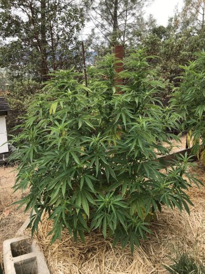 Let's see your outdoor grow 2022