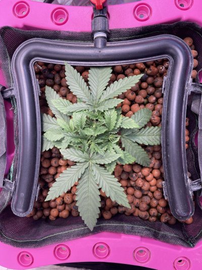 I love this plant. This is how I grow it. I hope you guys enjoy following my adventures in cannabis.