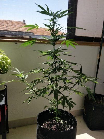 small-buds-will-they-get-bigger.jpeg