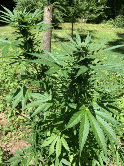 Let's see your outdoor grow 2022