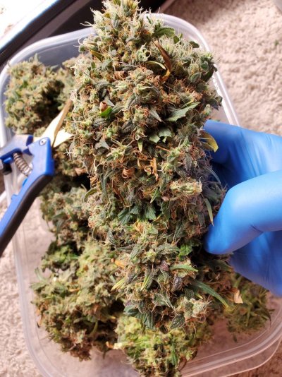 Why do people grow autos?