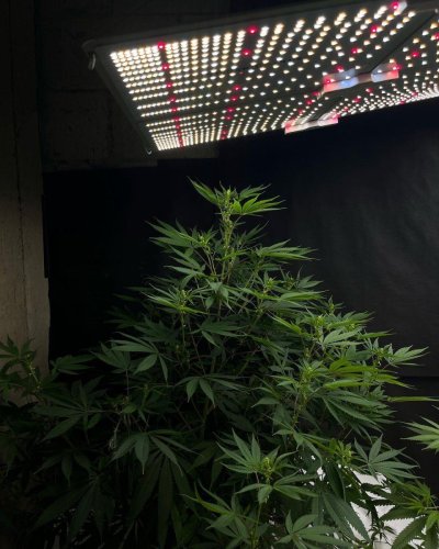 SF4000-IG@commongroundonline-Kush of The Giants Male.jpg