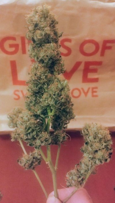 Bubble Gum By Serious Seeds and Sh311Sh0ck3d