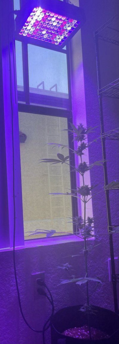 beginner-grower-please-rate-my-crop-4.jpg