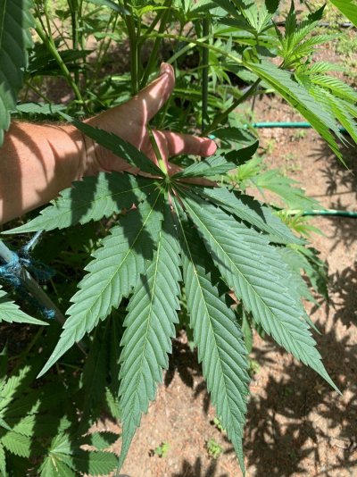 are huge, 9 finger, leaves a problem, and should some be removed?