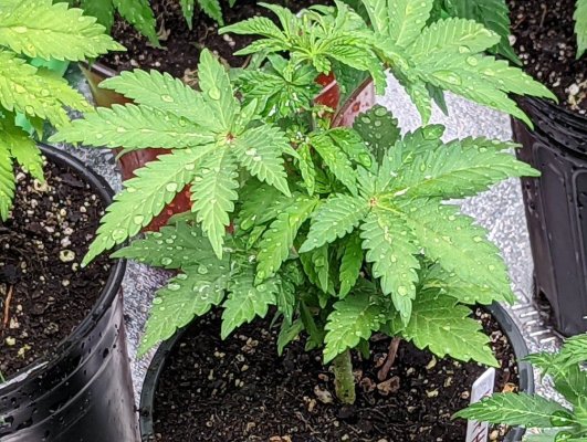 my-first-massachusetts-grow-in-2022-9.jpg
