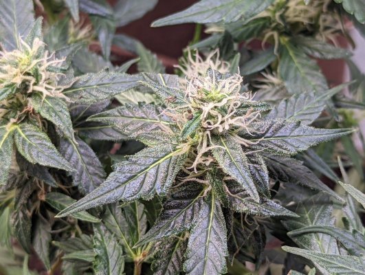 my-first-massachusetts-grow-in-2022-16.jpg