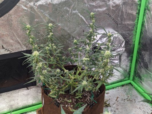 my-first-massachusetts-grow-in-2022-19.jpg
