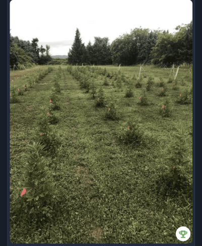 Oregun Hemp season 2022 Do It Or Die!!