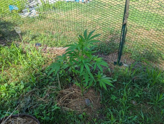 my-fircentral-massachusetts-2022-grow-update-6.jpg