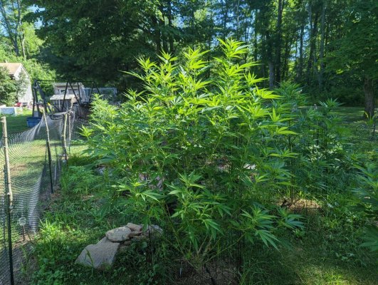 my-fircentral-massachusetts-2022-grow-update-9.jpg