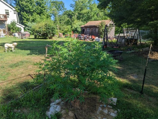 my-fircentral-massachusetts-2022-grow-update-10.jpg