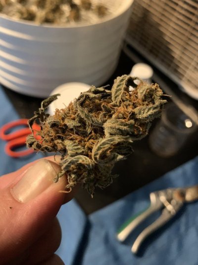 Let's See Your Frostiest Flowers