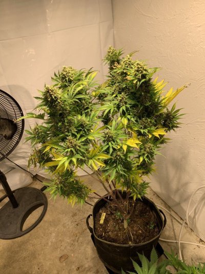 I want to use my goat fertilizer to grow huge buds