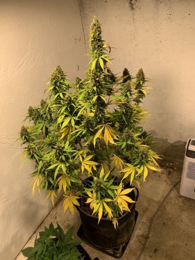 I want to use my goat fertilizer to grow huge buds