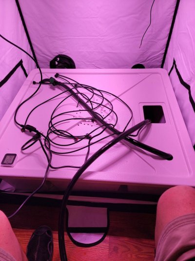 A few weeks to go under Black Dog LED fixtures and KISS setup Pics
