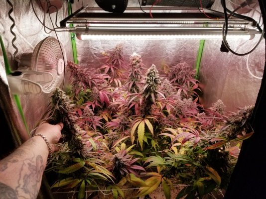 My next grow...Whats your thoughts?