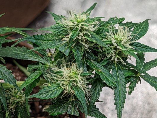 first-run-of-gsc-autos-6.jpg
