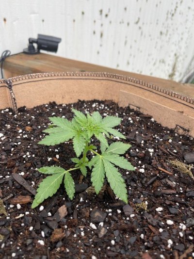 weed3.jpg