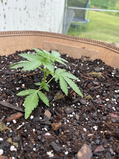 weeed2.jpg