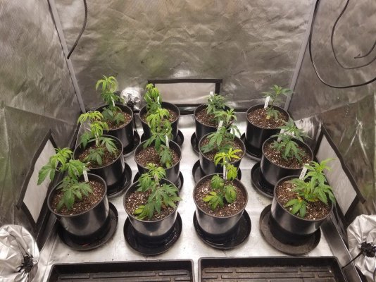 I'm new grower. I have a few questions if anyone can help. Does happy frog need anything added to it?