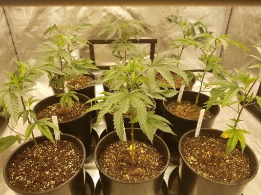 I'm new grower. I have a few questions if anyone can help. Does happy frog need anything added to it?