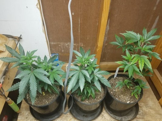 I'm new grower. I have a few questions if anyone can help. Does happy frog need anything added to it?