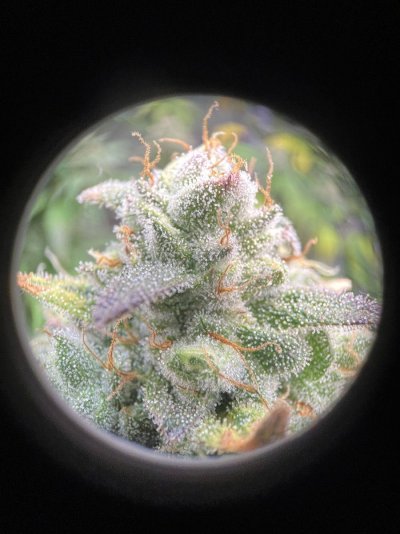 Let's See Your Frostiest Flowers