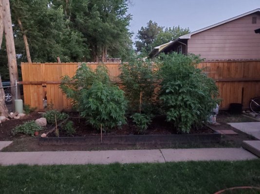 Second Topping