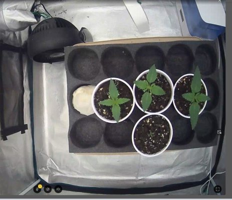 GG4 10 Days.jpg