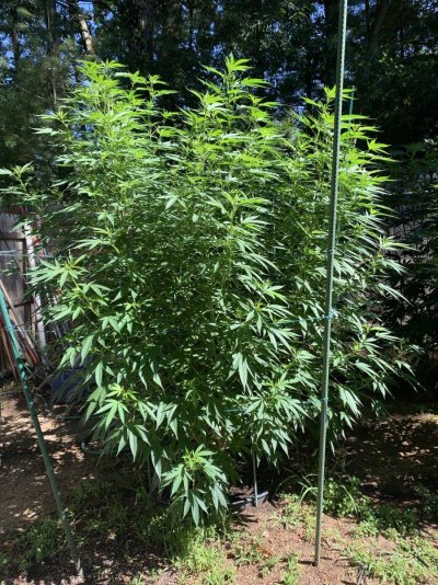 Second Topping