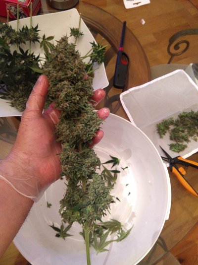 Two strains, one tent - "Whiskey Zulu" autos and "Blueberry Muffin" clones