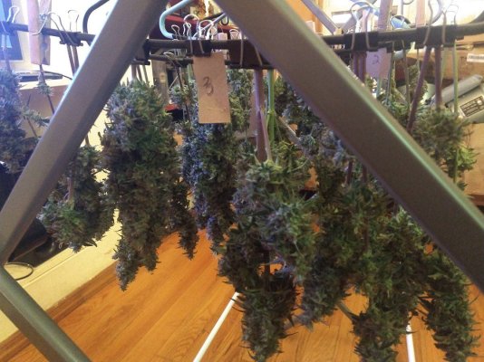 Two strains, one tent - "Whiskey Zulu" autos and "Blueberry Muffin" clones