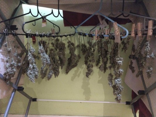 Two strains, one tent - "Whiskey Zulu" autos and "Blueberry Muffin" clones