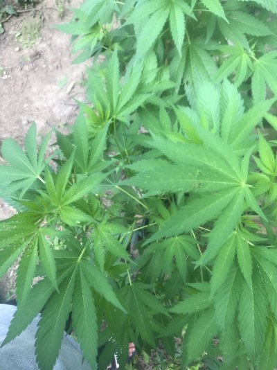 some-plants-have-little-spots-missing.jpg